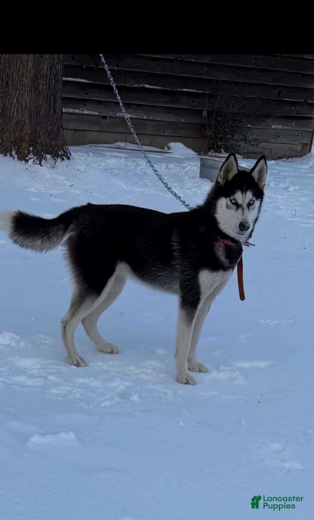 Siberian Husky dogs for sale: Siberian Husky Puppy 1 - Ad 2