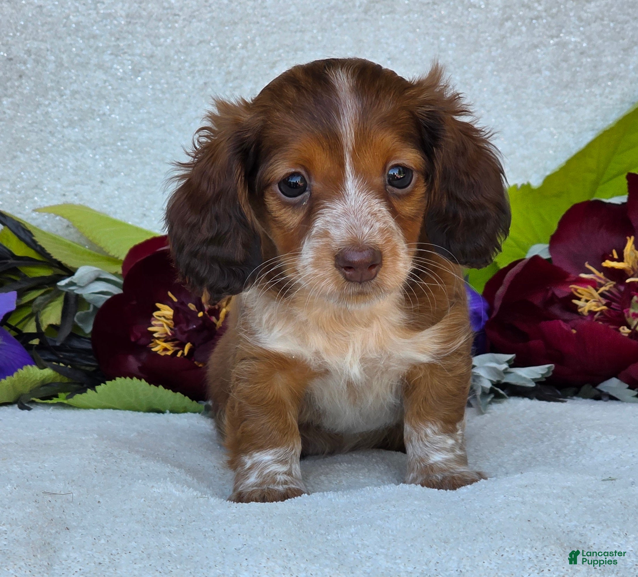 Miniature Dachshund dogs for sale: Lacey - Ad 7