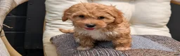 Havapoo dogs for sale: Bella - Ad 4