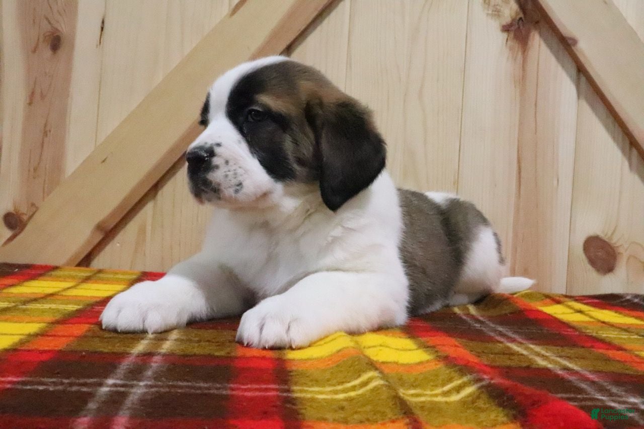 Saint Bernard dogs Ginger - Ad 3