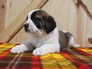 Saint Bernard dogs Ginger - Ad 16