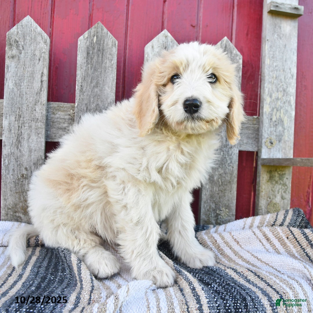 Bernedoodle dogs for sale: Boomer - Ad 10