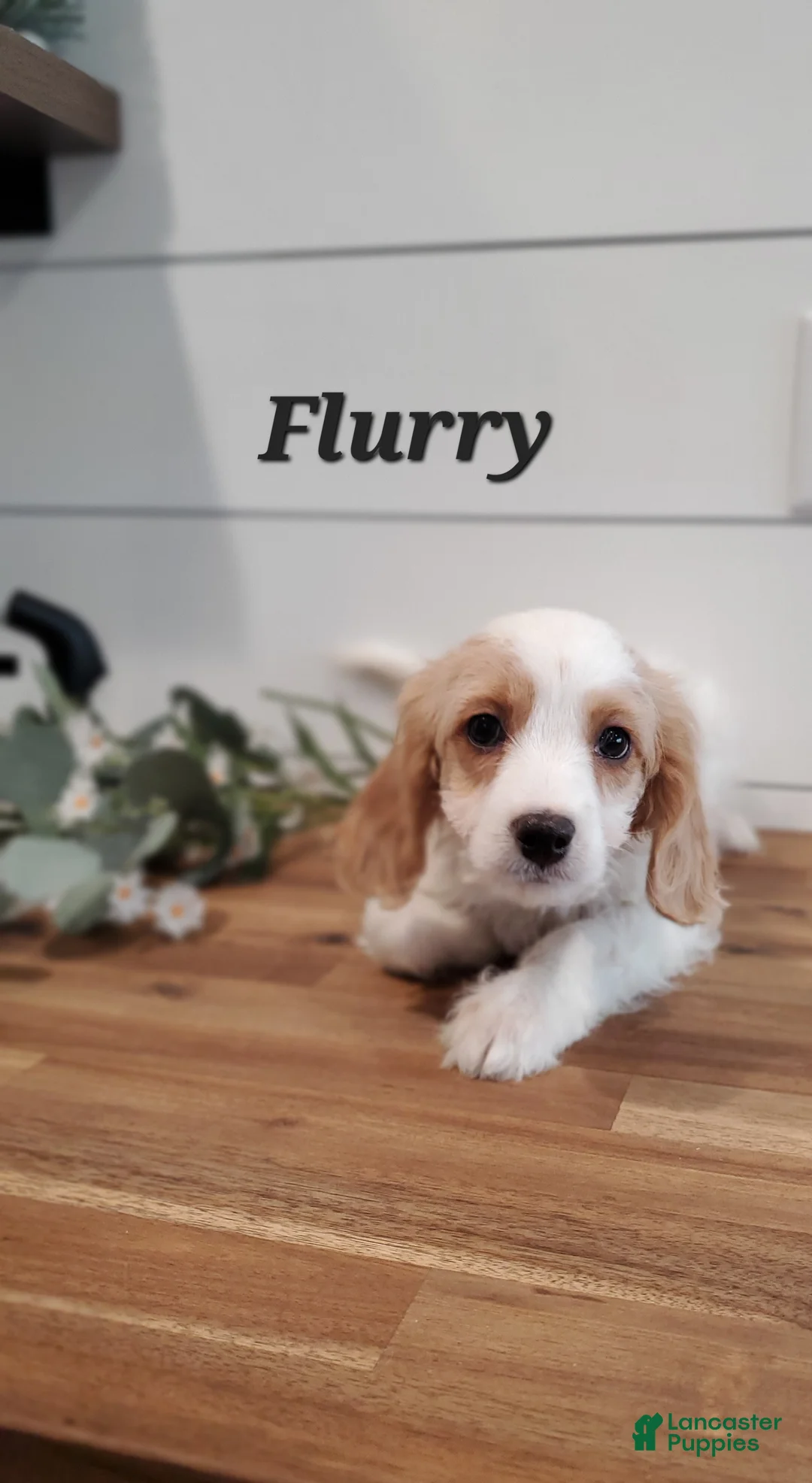 Cavapoo dogs for sale: Flurry  - Ad 3