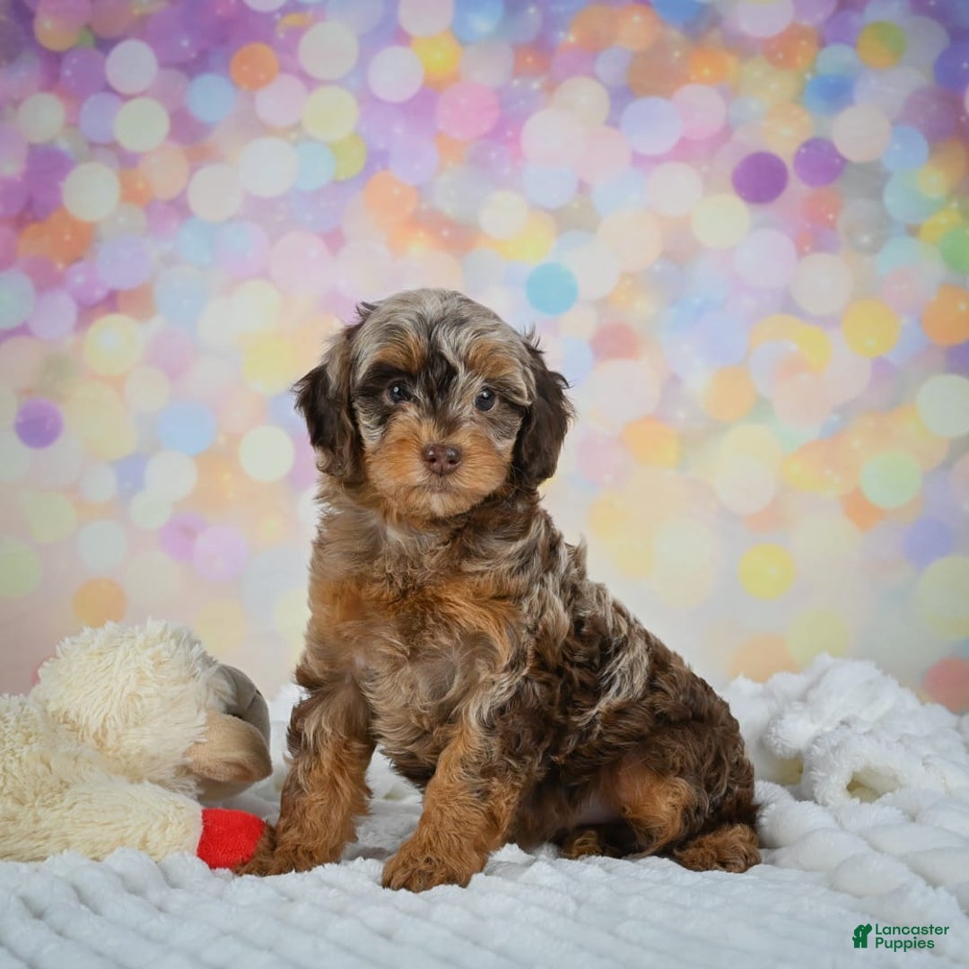 Gallery Image {{count}}