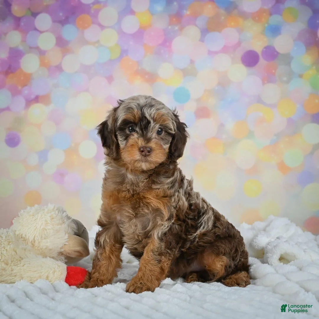 Gallery Image {{count}}