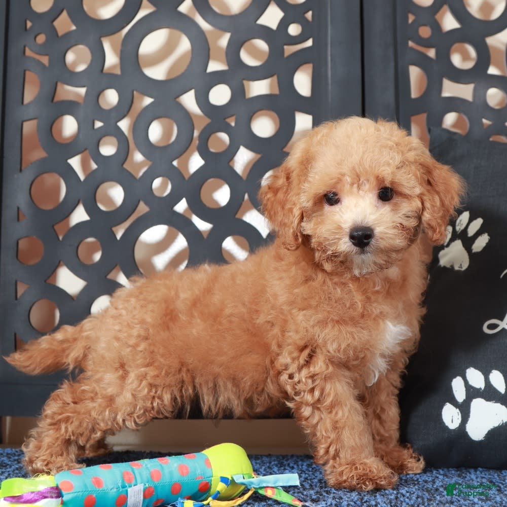 Shihpoo dogs Chase - Ad 37