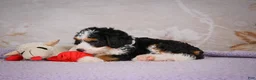 Mini Bernedoodle dogs for sale: Bella - Ad 7