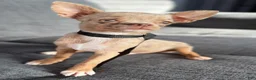 Chihuahua dogs for sale: Merle  - Ad 6