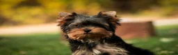 Yorkshire Terrier dogs for sale: Damon Yorkshire Terrier  - Ad 10