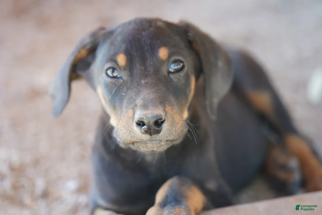 Doberman Pinscher dogs for sale: Milhouse - Ad 1