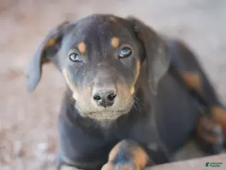 Doberman Pinscher dogs Milhouse - Ad 13