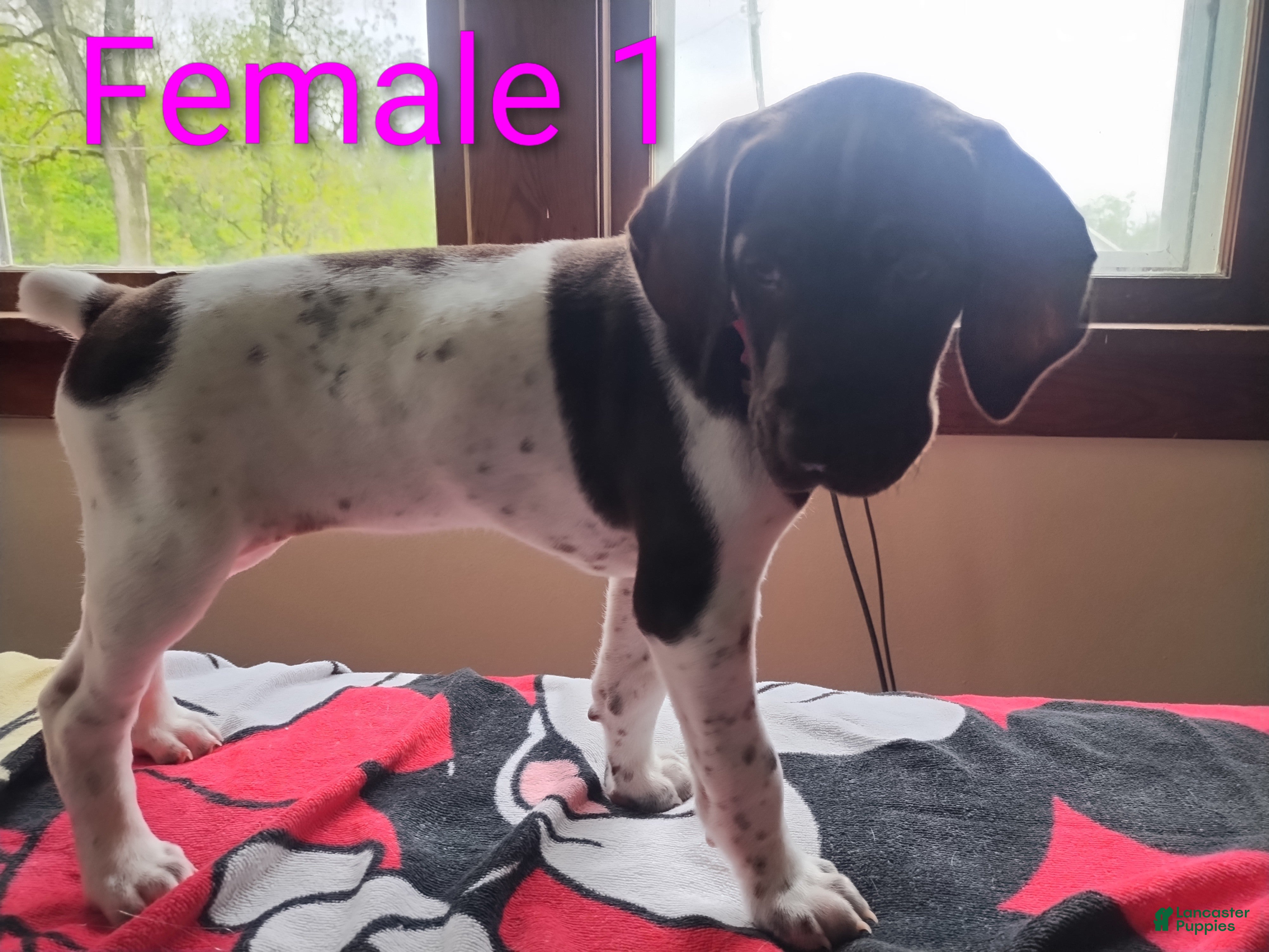 German Shorthaired Pointer dogs German Shorthaired Pointer Puppy 1 - Ad 13