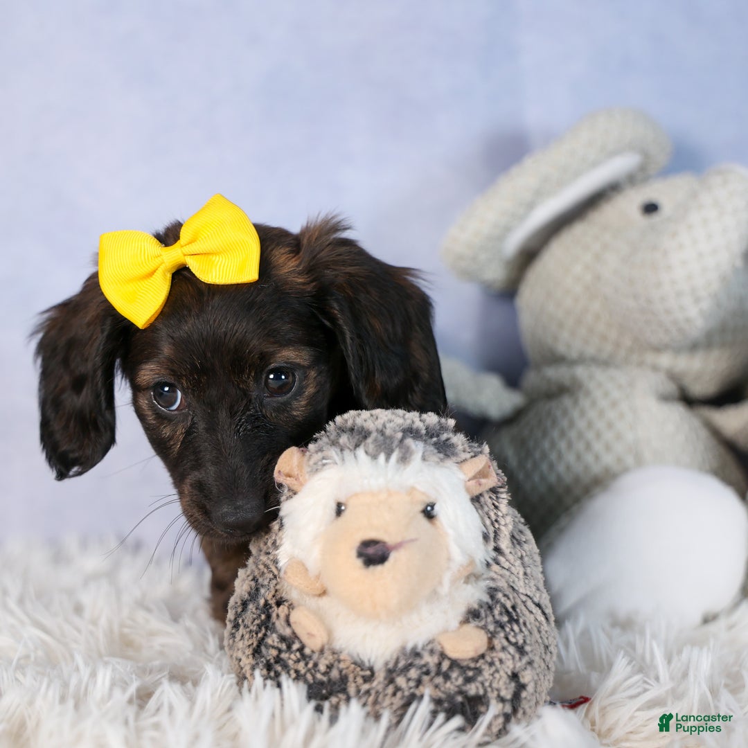Miniature Dachshund dogs for sale: Cupcake - Ad 12