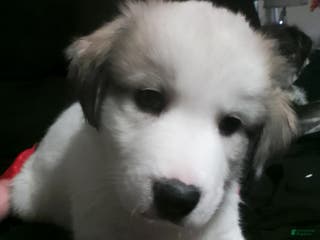 Mixed Breed dogs Buddy Boy - Ad 25