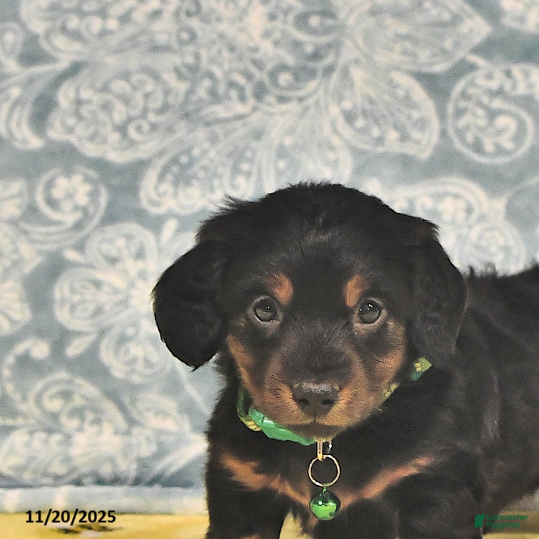 Miniature Dachshund dogs for sale: Prince   - Ad 9