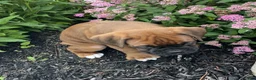 Boxer dogs for sale: Buster - Ad 3