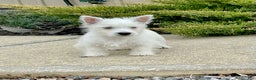West Highland Terrier dogs for sale: Liam, AKC - Ad 5