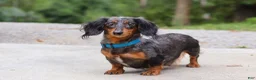 Dachshund dogs for sale: Ivy - Ad 11