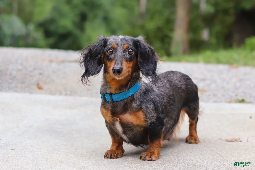 Dachshund dogs for sale: Ivy - Ad 11