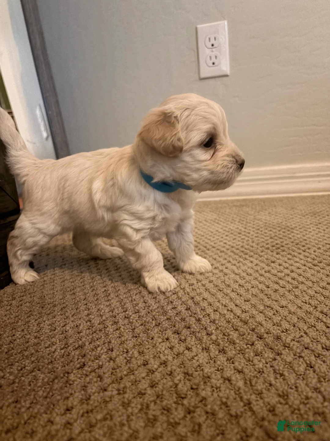 Maltipoo dogs for sale: Berry - Ad 2