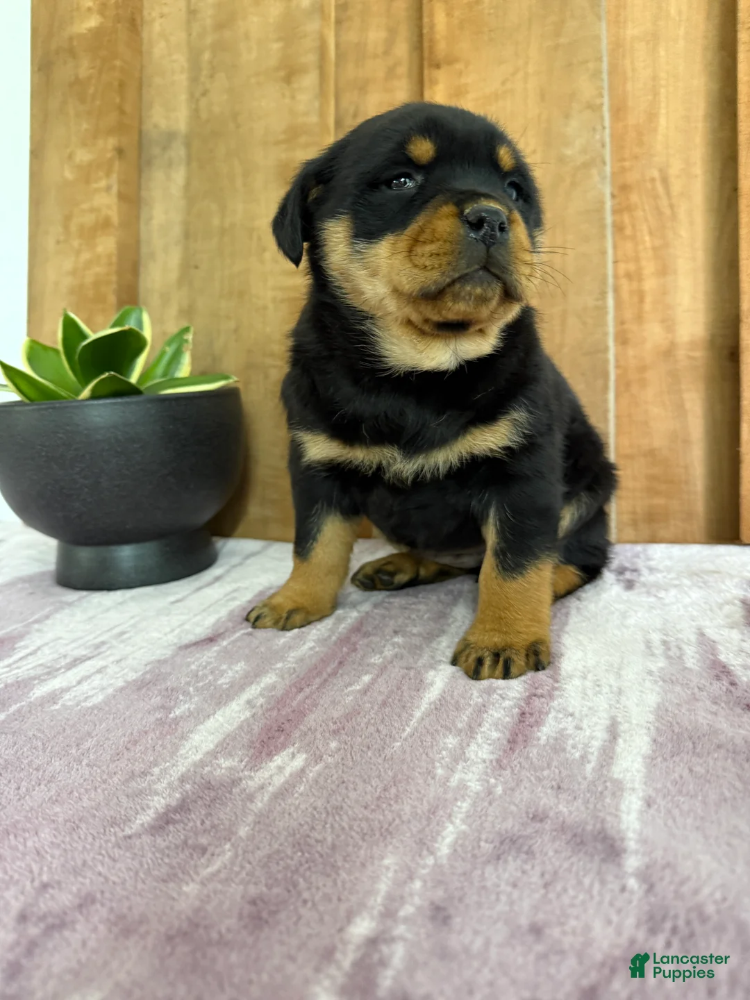 Rottweiler dogs for sale: London - Ad 13