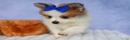 Pomeranian dogs for sale: Evan🐶  - Ad 10