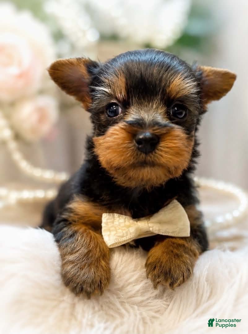 Yorkshire Terrier dogs Ralf 1.2 lbs on 8/28 - Ad 27