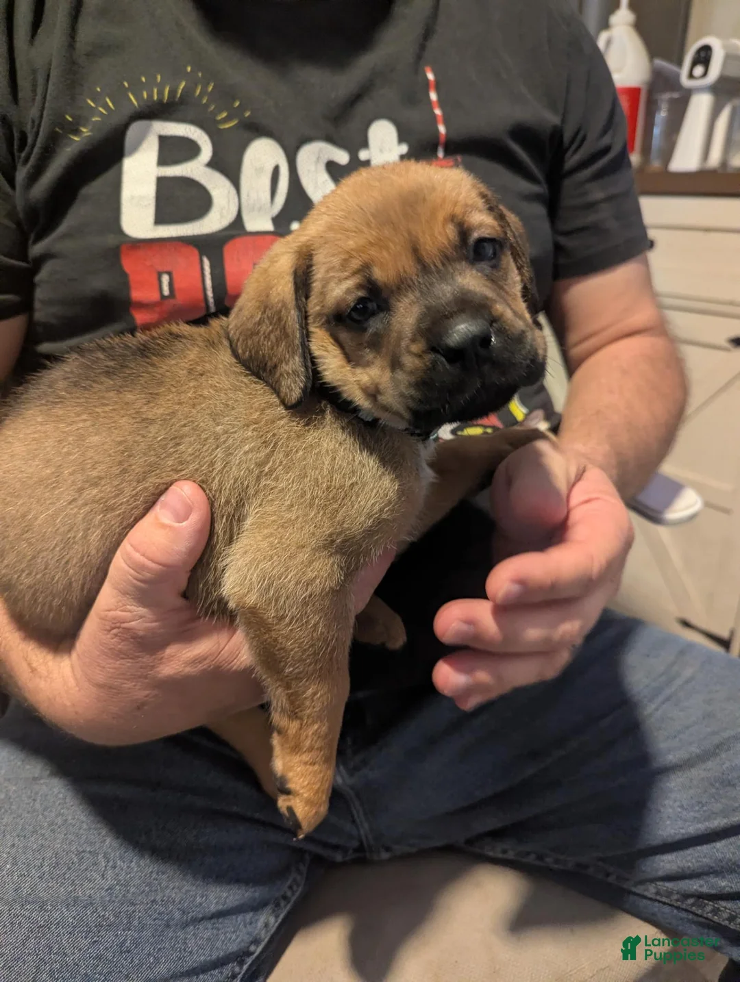 Mixed Breed dogs for sale: Ms. Pink - Ad 1