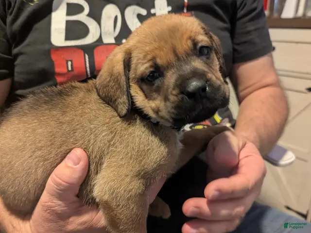 Mixed Breed dogs Ms. Pink - Ad 1