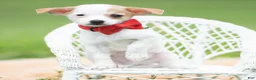 Chihuahua dogs for sale: Chalupa - Ad 2