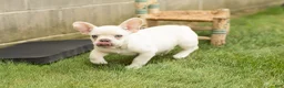 French Bulldog dogs for sale: Hank - Ad 1