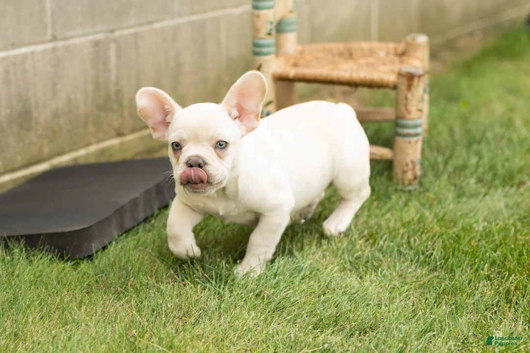 French Bulldog dogs for sale: Hank - Ad 1