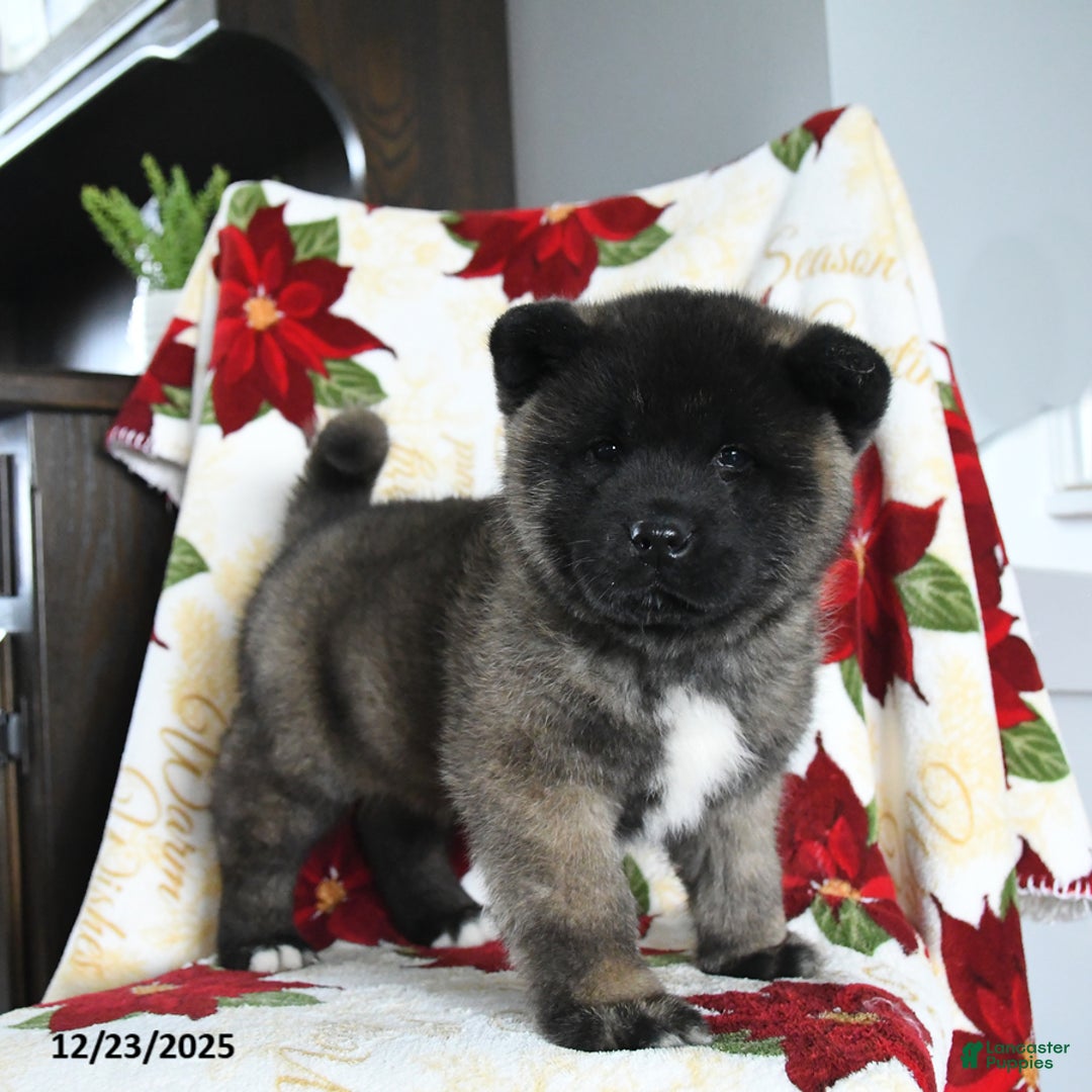 Akita dogs for sale: Nova - Ad 1