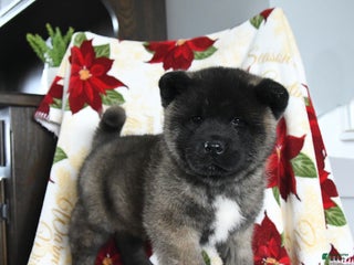 Akita dogs Nova - Ad 24