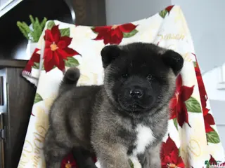 Akita dogs Nova - Ad 13