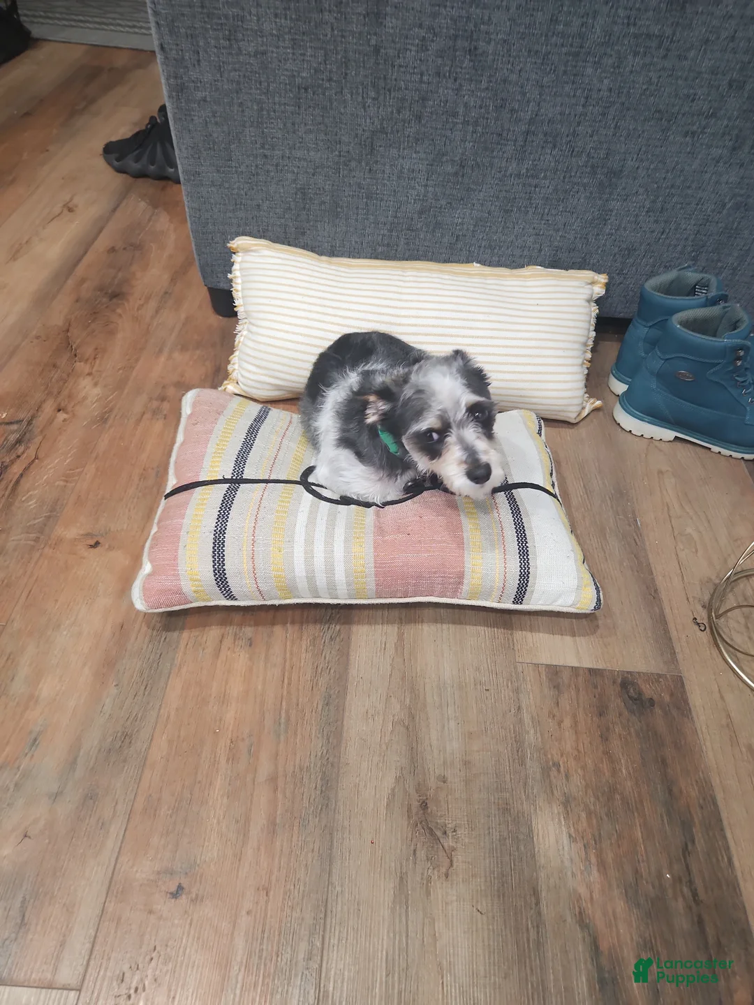 Shih Tzu dogs for sale: Shih Tzu Puppy 1 - Ad 2