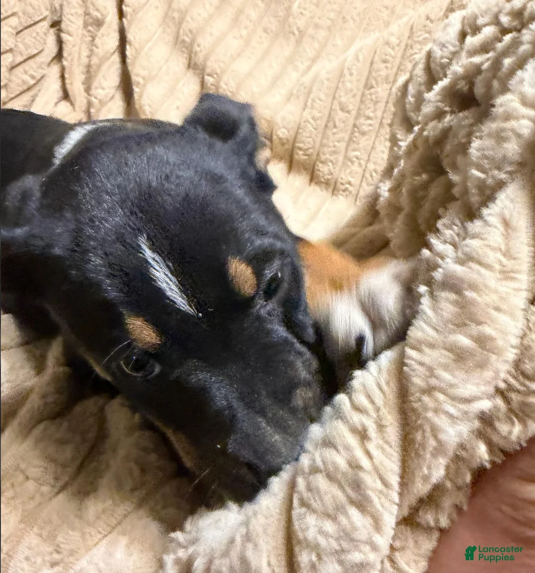 Mixed Breed dogs for sale: Baby boy 1 - Ad 2