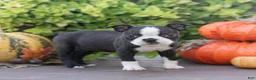 Boston Terrier dogs for sale: Jules Boston Terrier  - Ad 4