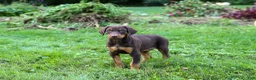Doberman Pinscher dogs for sale: ROSCOE - Ad 13