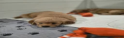 Golden Retriever dogs for sale: Golden Retriever Puppy 3 - Ad 2