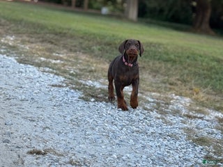 Doberman Pinscher dogs - Ad 30