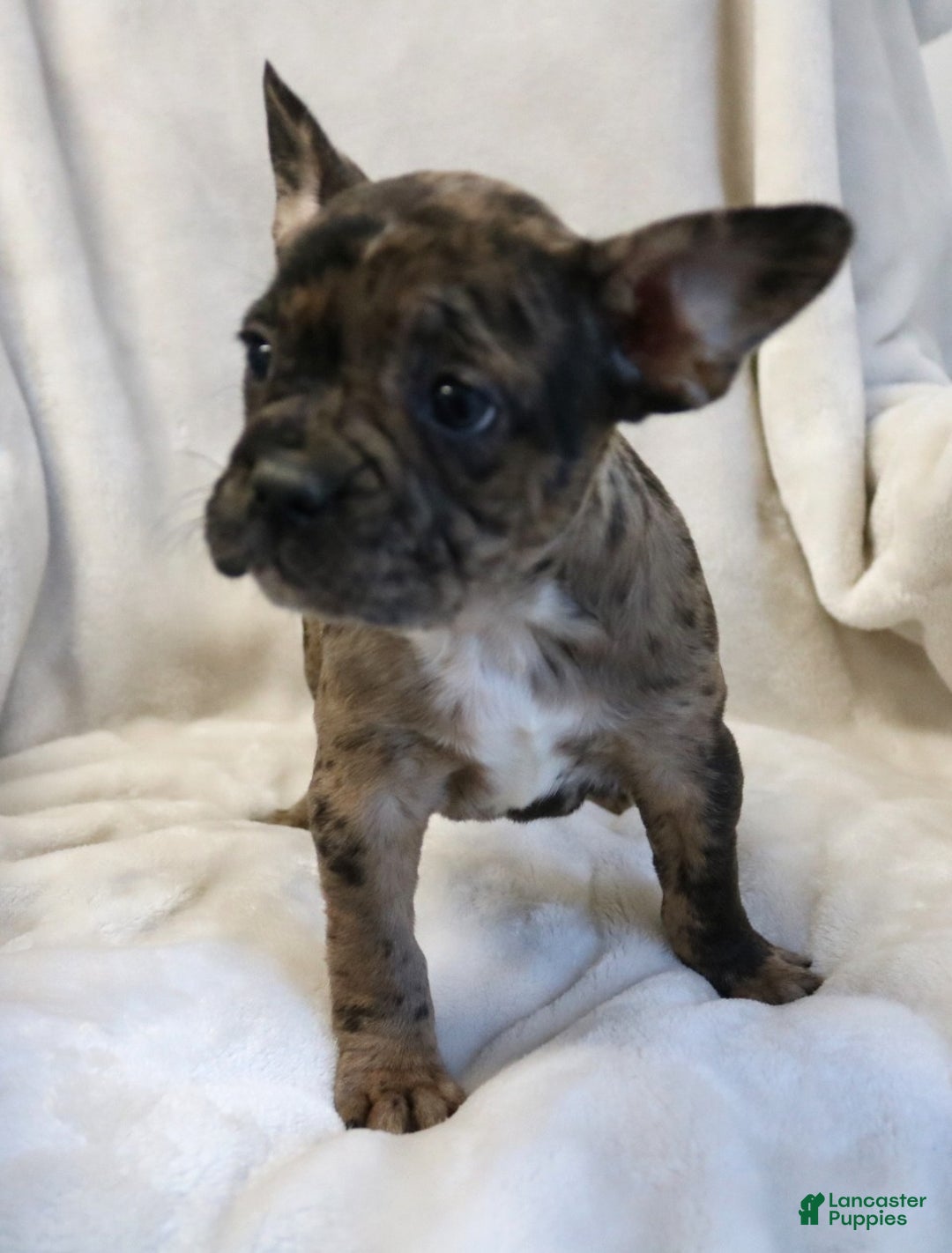 Frenchton dogs for sale: Caylee - Ad 15