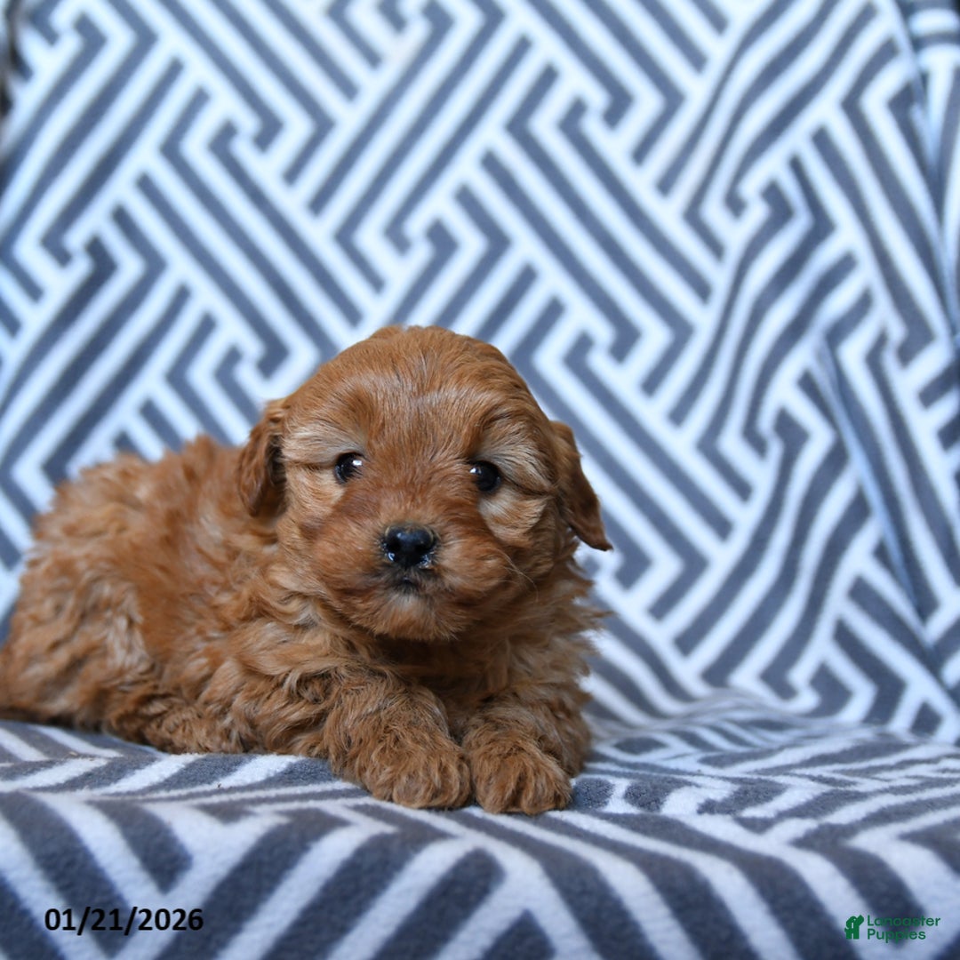 Mini Goldendoodle dogs for sale: Laffy Taffy - Ad 3