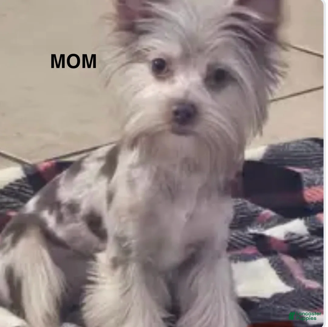 Yorkshire Terrier dogs for sale: Yorkshire Terrier 1 - Ad 2
