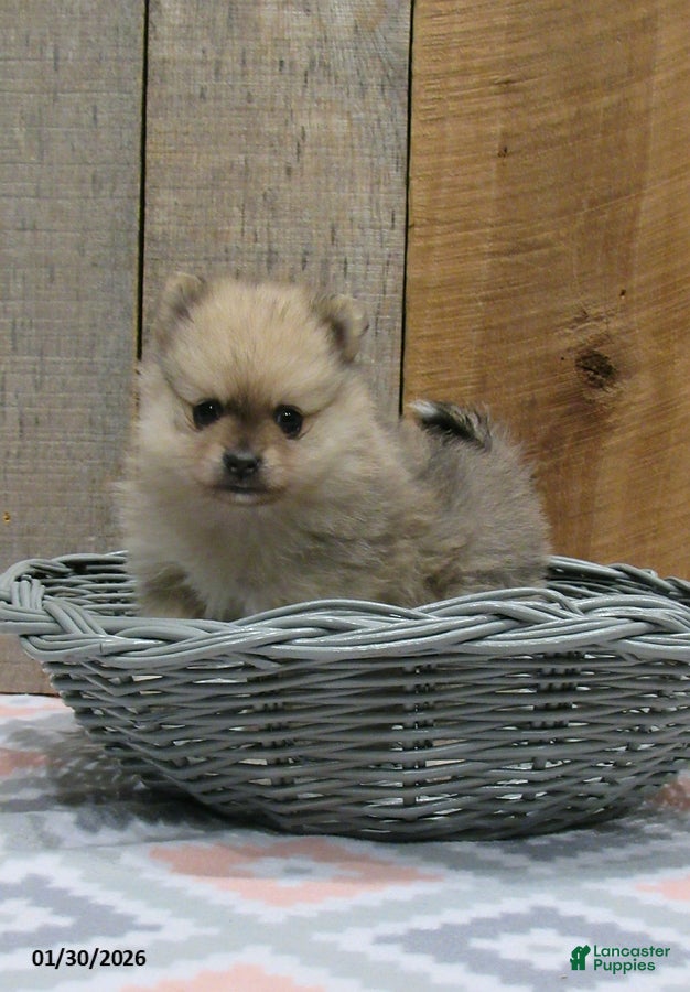 Pomeranian dogs Mickey - Ad 2