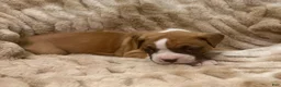 Boxer dogs for sale: Toby - Ad 6