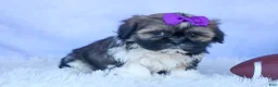 Shih Tzu dogs for sale: SADIE - Ad 10