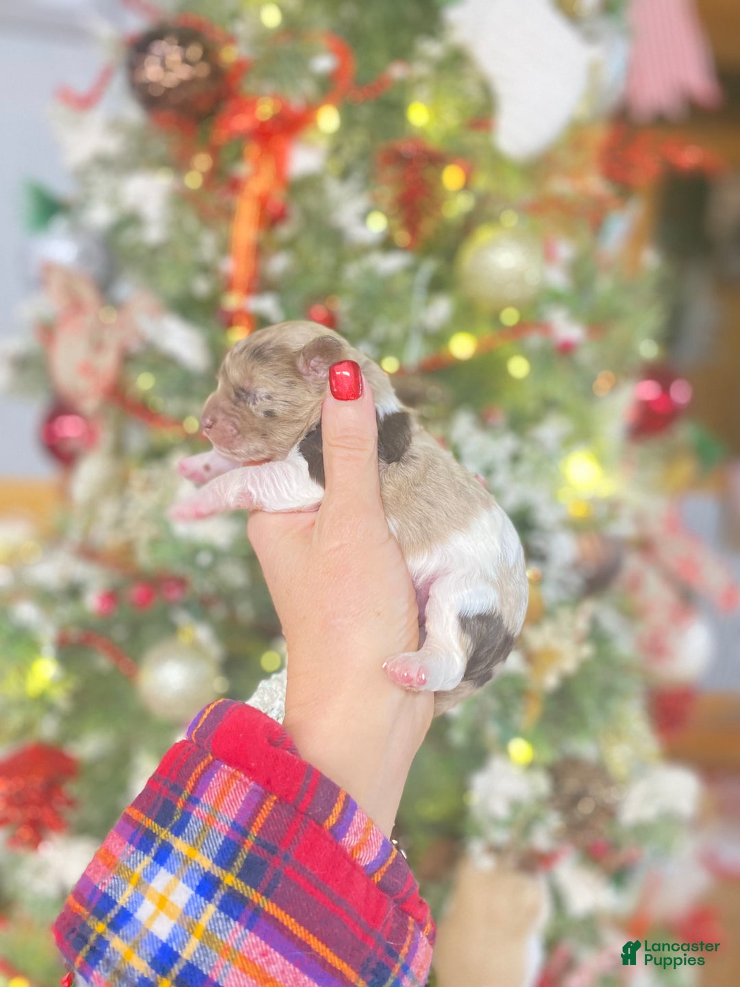 Cockapoo dogs for sale: Cockapoo Puppy 3 - Ad 2