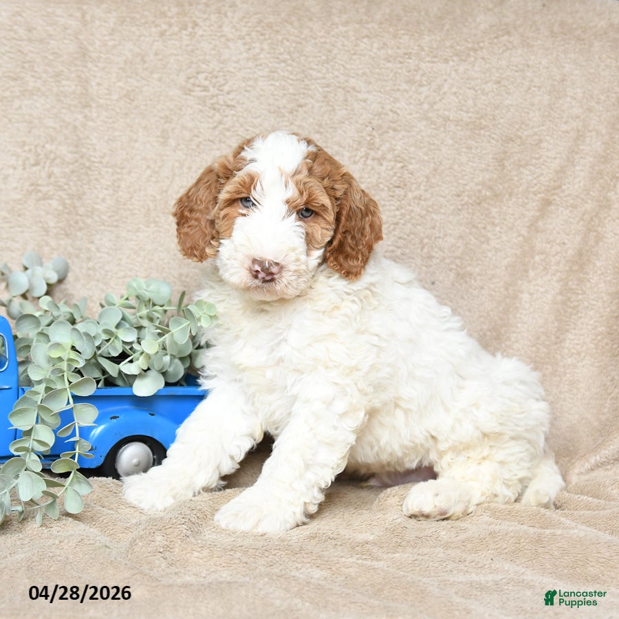 Goldendoodle dogs Nutter Butter - Ad 1