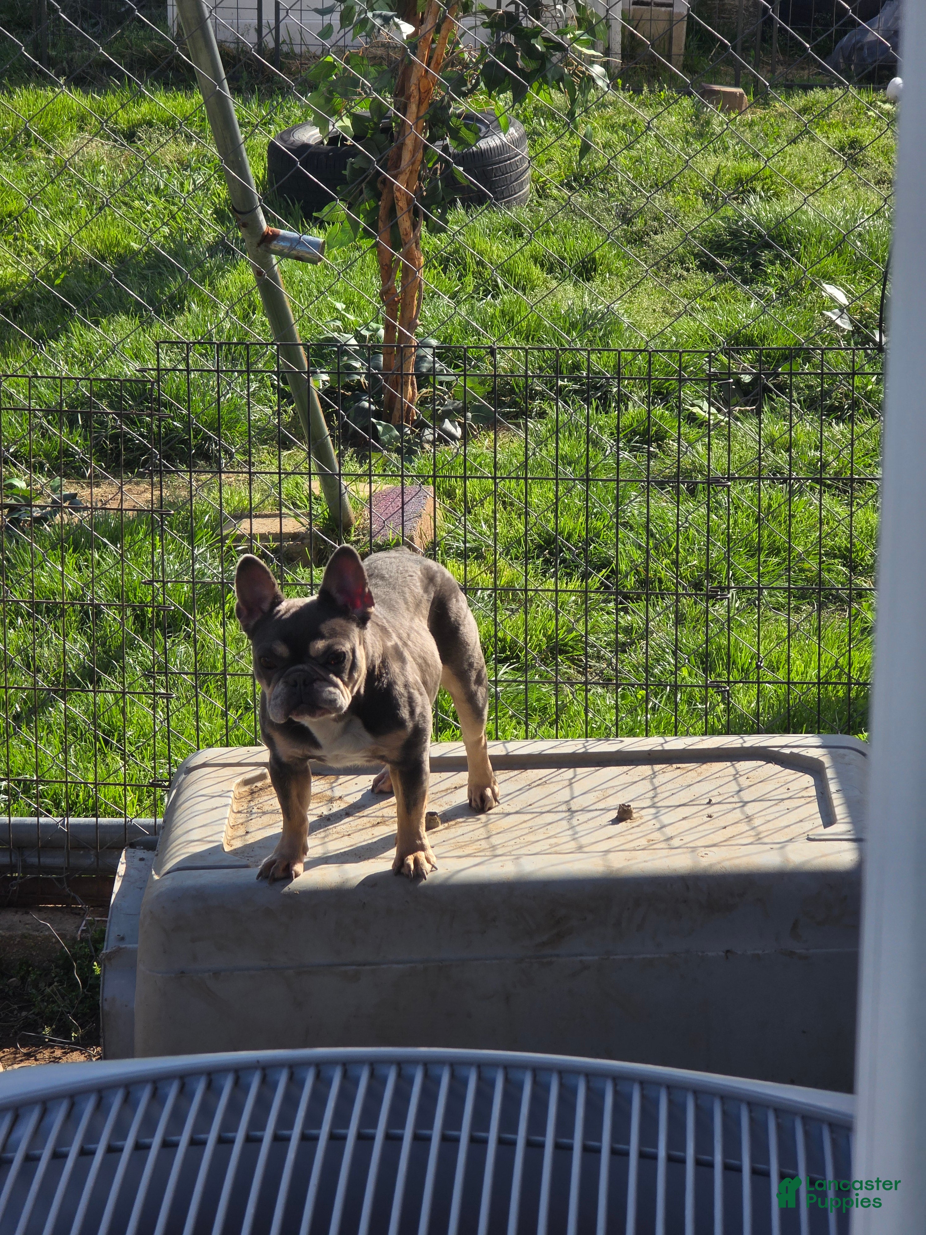 French Bulldog dogs French Bulldog Puppy 1 - Ad 2